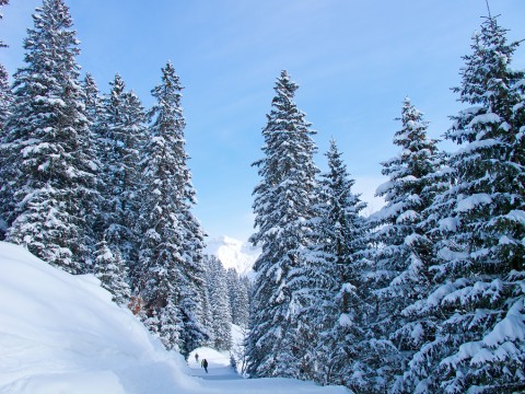 Yes, there is snow and lots of Christmas trees, but you will have a lot of the slopes to yourself if you ski over the holidays!